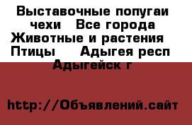 Выставочные попугаи чехи - Все города Животные и растения » Птицы   . Адыгея респ.,Адыгейск г.